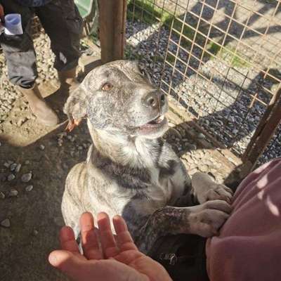 Tierschutzhunde suchen ein Zuhause-Beitrag-Bild
