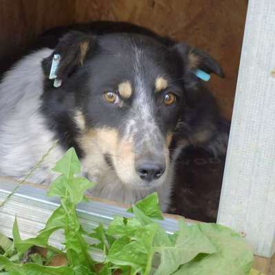 Tierschutzhunde suchen ein Zuhause-Beitrag-Bild