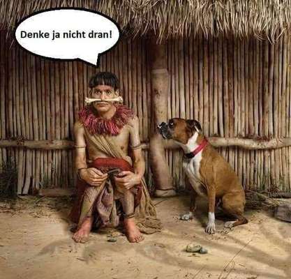 Hunde Memes-Beitrag-Bild