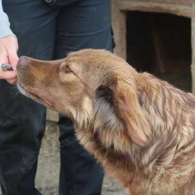 Tierschutzhunde suchen ein Zuhause-Beitrag-Bild