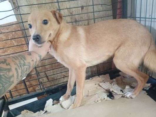 Tierschutzhunde suchen ein Zuhause-Beitrag-Bild