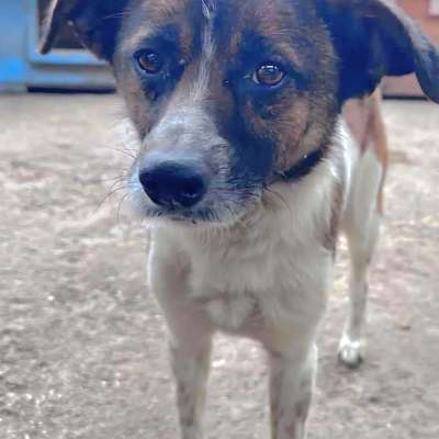 Tierschutzhunde suchen ein Zuhause-Beitrag-Bild