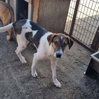 Tierschutzhunde suchen ein Zuhause-Beitrag-Bild