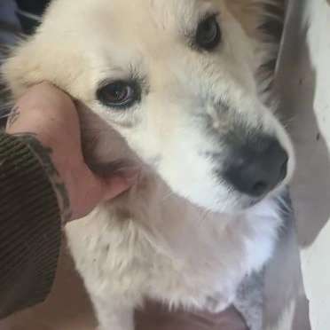 Tierschutzhunde suchen ein Zuhause-Beitrag-Bild