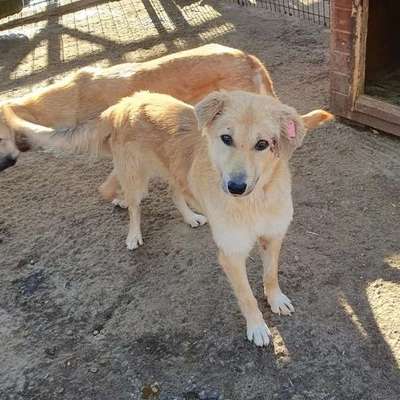 Tierschutzhunde suchen ein Zuhause-Beitrag-Bild
