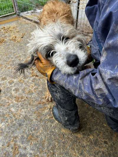 Tierschutzhunde suchen ein Zuhause-Beitrag-Bild