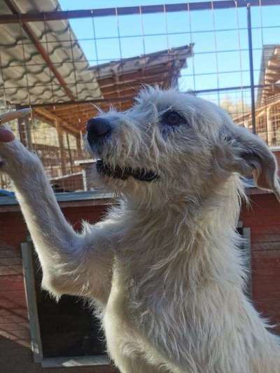 Tierschutzhunde suchen ein Zuhause-Beitrag-Bild