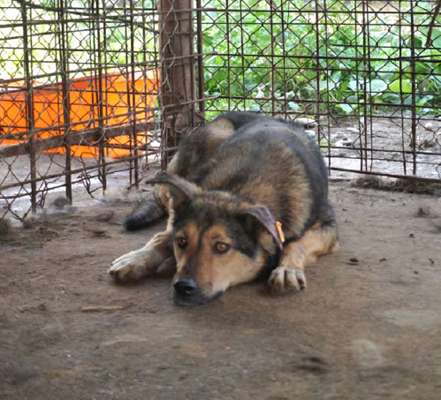Tierschutzhunde suchen ein Zuhause-Beitrag-Bild
