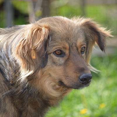 Tierschutzhunde suchen ein Zuhause-Beitrag-Bild