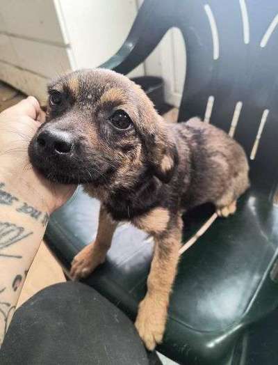 Tierschutzhunde suchen ein Zuhause-Beitrag-Bild