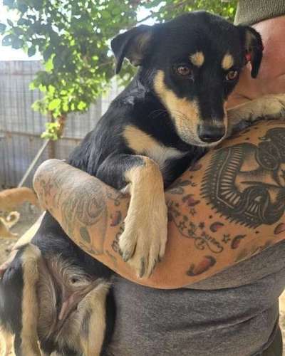 Tierschutzhunde suchen ein Zuhause-Beitrag-Bild