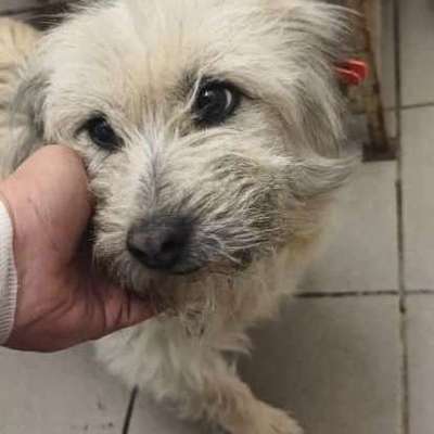 Tierschutzhunde suchen ein Zuhause-Beitrag-Bild