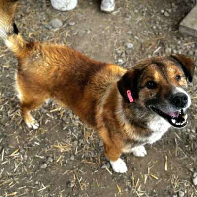 Tierschutzhunde suchen ein Zuhause-Beitrag-Bild
