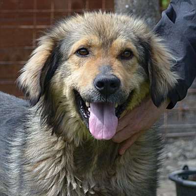 Tierschutzhunde suchen ein Zuhause-Beitrag-Bild