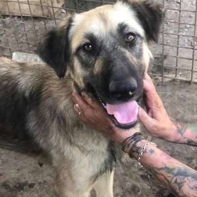 Tierschutzhunde suchen ein Zuhause-Beitrag-Bild