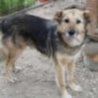 Tierschutzhunde suchen ein Zuhause-Beitrag-Bild