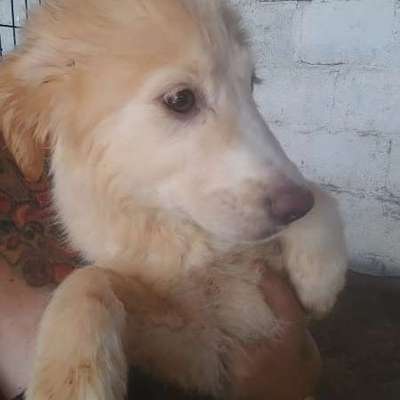 Tierschutzhunde suchen ein Zuhause-Beitrag-Bild