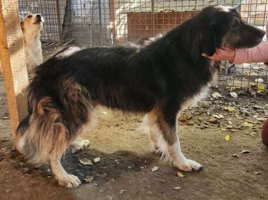 Tierschutzhunde suchen ein Zuhause-Beitrag-Bild