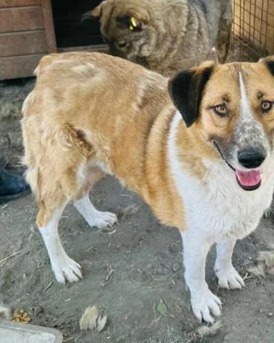 Tierschutzhunde suchen ein Zuhause-Beitrag-Bild