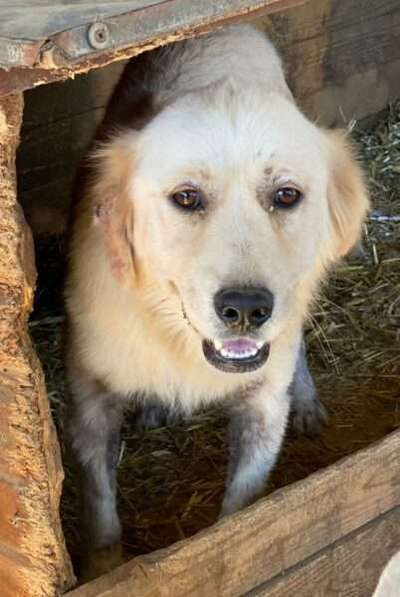 Tierschutzhunde suchen ein Zuhause-Beitrag-Bild