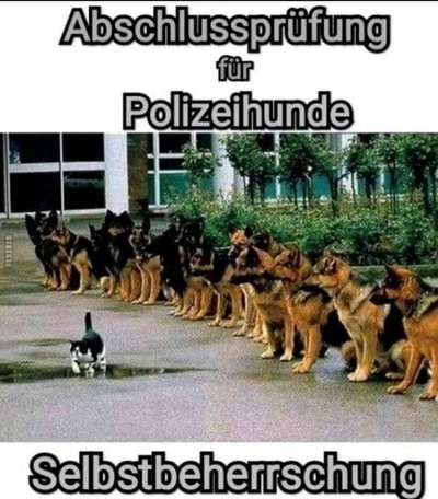 Hunde Memes-Beitrag-Bild