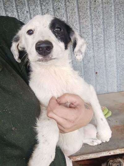 Tierschutzhunde suchen ein Zuhause-Beitrag-Bild