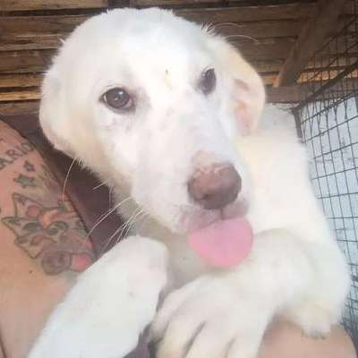 Tierschutzhunde suchen ein Zuhause-Beitrag-Bild