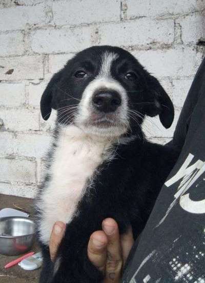 Tierschutzhunde suchen ein Zuhause-Beitrag-Bild