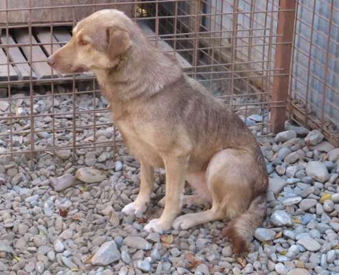 Tierschutzhunde suchen ein Zuhause-Beitrag-Bild