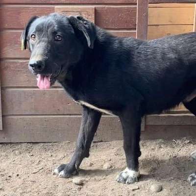 Tierschutzhunde suchen ein Zuhause-Beitrag-Bild