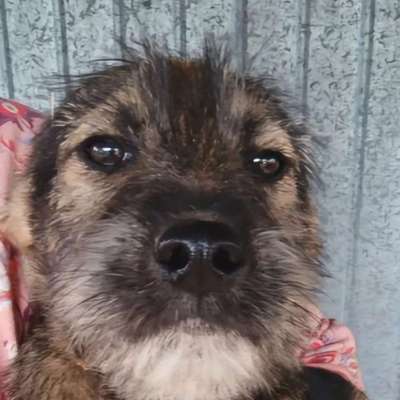 Tierschutzhunde suchen ein Zuhause-Beitrag-Bild