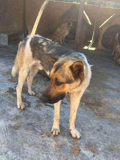 Tierschutzhunde suchen ein Zuhause-Beitrag-Bild