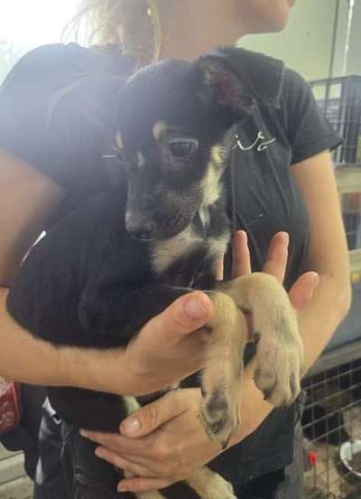 Tierschutzhunde suchen ein Zuhause-Beitrag-Bild