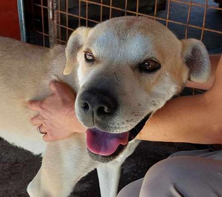 Tierschutzhunde suchen ein Zuhause-Beitrag-Bild