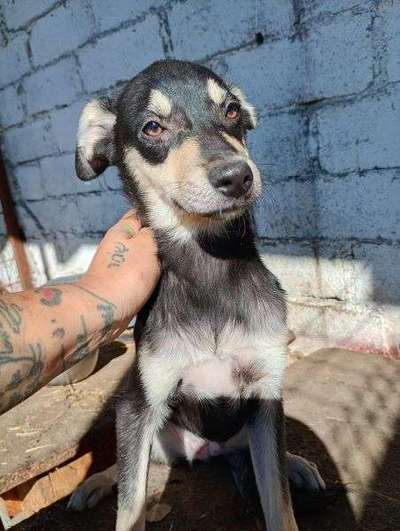 Tierschutzhunde suchen ein Zuhause-Beitrag-Bild