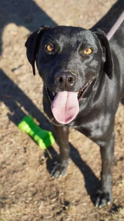 Tierschutzhunde suchen ein Zuhause-Beitrag-Bild