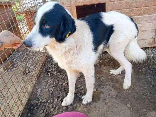 Tierschutzhunde suchen ein Zuhause-Beitrag-Bild