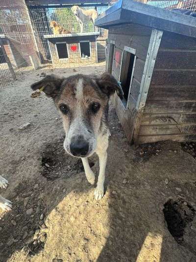 Tierschutzhunde suchen ein Zuhause-Beitrag-Bild