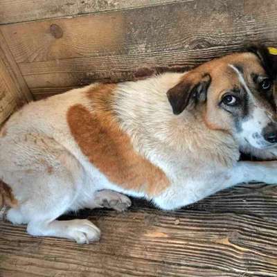 Tierschutzhunde suchen ein Zuhause-Beitrag-Bild