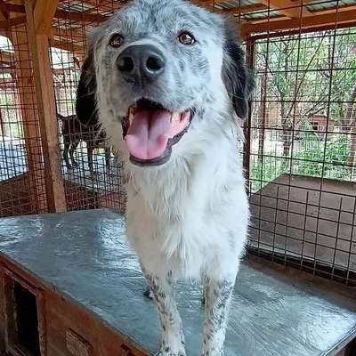 Tierschutzhunde suchen ein Zuhause-Beitrag-Bild