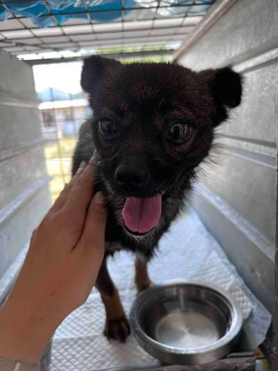 Tierschutzhunde suchen ein Zuhause-Beitrag-Bild