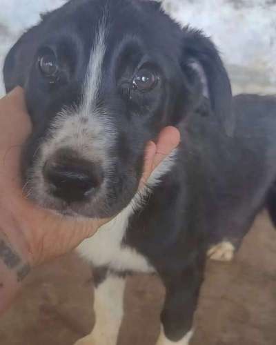 Tierschutzhunde suchen ein Zuhause-Beitrag-Bild