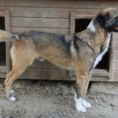 Tierschutzhunde suchen ein Zuhause-Beitrag-Bild