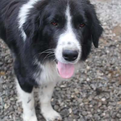 Tierschutzhunde suchen ein Zuhause-Beitrag-Bild