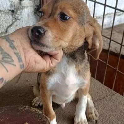 Tierschutzhunde suchen ein Zuhause-Beitrag-Bild