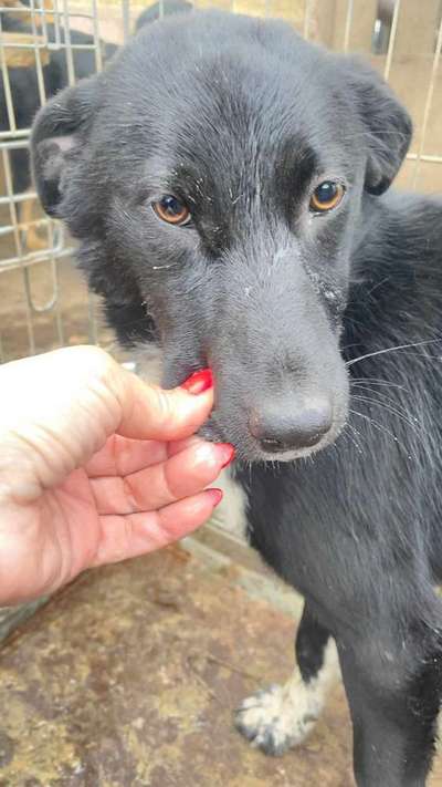 Tierschutzhunde suchen ein Zuhause-Beitrag-Bild
