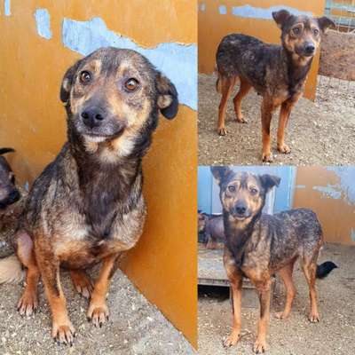 Tierschutzhunde suchen ein Zuhause-Beitrag-Bild