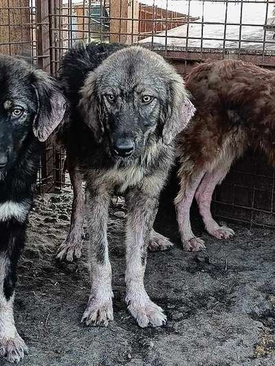 Tierschutzhunde suchen ein Zuhause-Beitrag-Bild