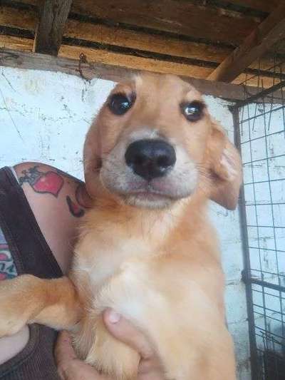 Tierschutzhunde suchen ein Zuhause-Beitrag-Bild