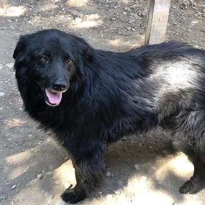 Tierschutzhunde suchen ein Zuhause-Beitrag-Bild